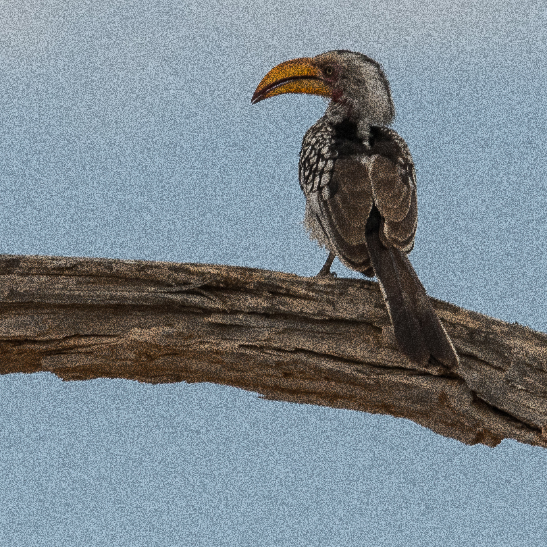 Calao leucomèle adulte (Southern Yellow-billed Hornbill, Tockus leucomelas), vallée de l'Hoanib, Kaokoland, Namibie.